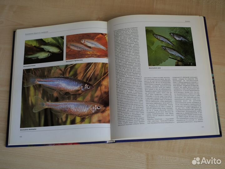 Аквариум и его обитатели