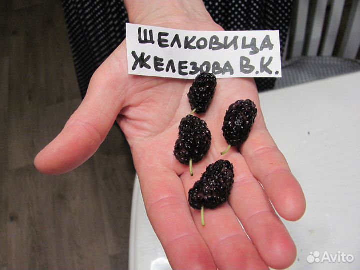 Морозостойкие саженцы шелковицы для Урала и Сибири