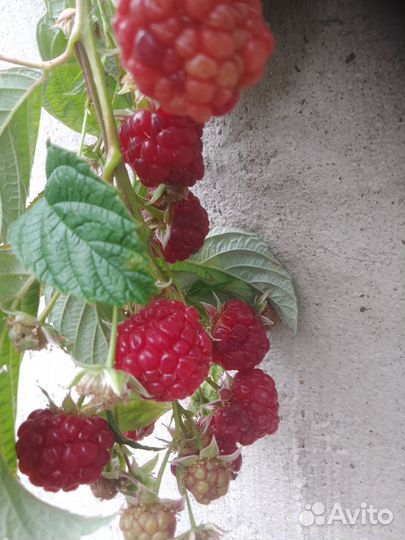 Ремонтантная малина