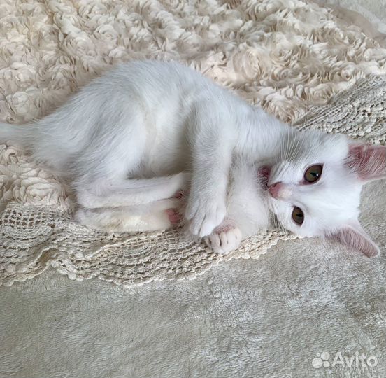 Фенотип турецкой ангоры. Девочка