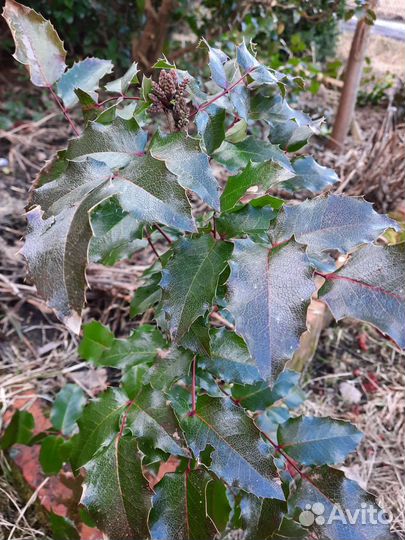 Магония падуболистная саженец