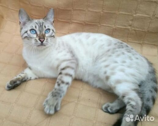 Спасите бенгалку