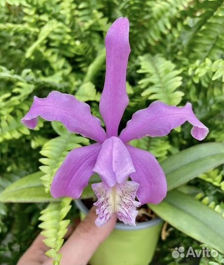 Орхидея. Каттлея. Cattleya kerrii x schilleriana