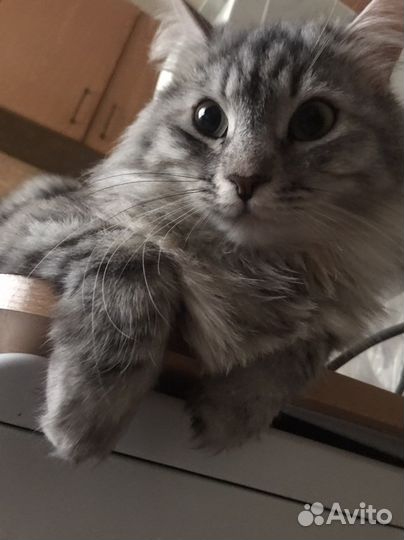 Кошечка в добрые руки