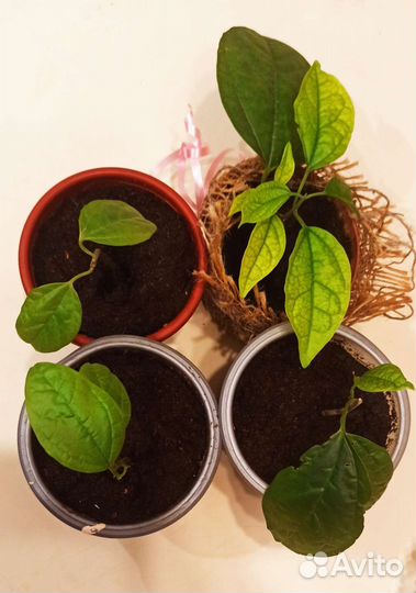 Клеродендрум госпожи Томпсон