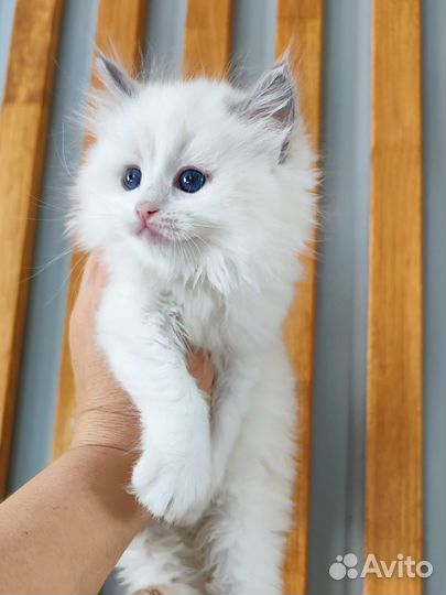 Рэгдолл девочка