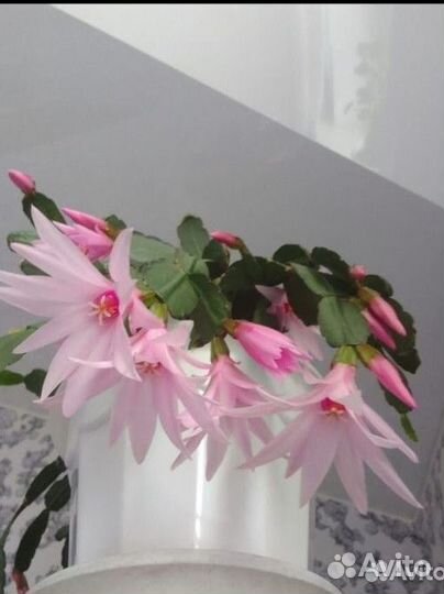 Декабрист розовый пасхальный (черенки)