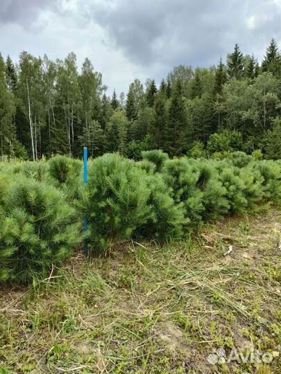 Сосна Норвежская