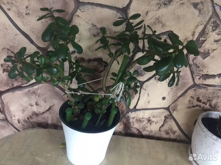 Денежное дерево