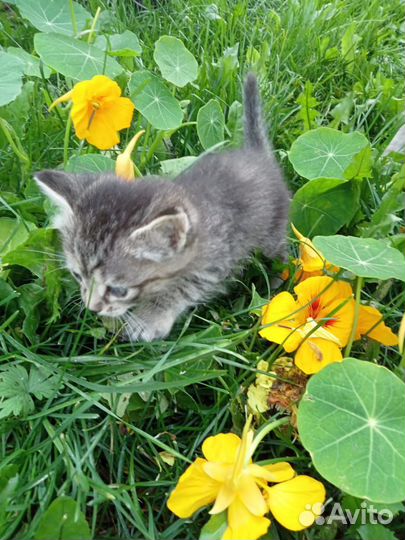 Котяшки - очаровашки