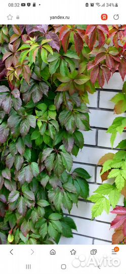 Дикий виноград