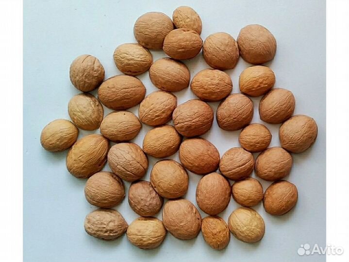 Скорлупа грецкого ореха
