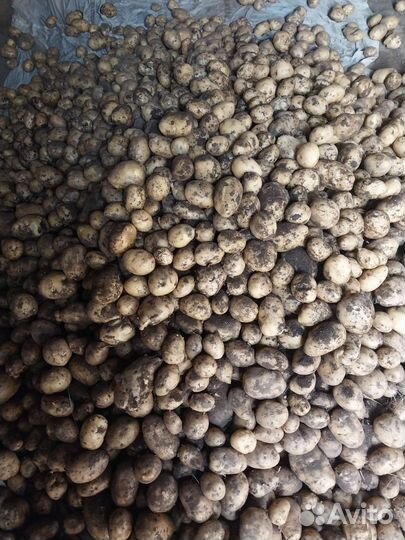 Продукты питания