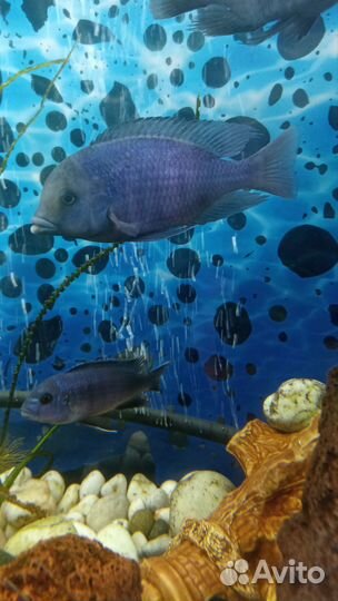 Аквариумные рыбки