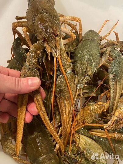 Раки живые, волжские