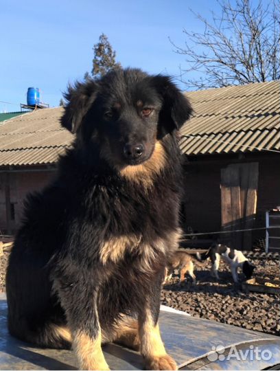 Барбариска