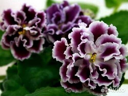 Любимые фиалки