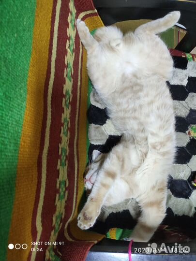 Котенок ждёт любящих родителей