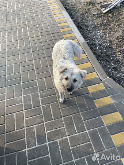 Собака в добрые руки