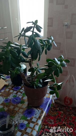 Панданус и денежное