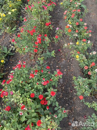 Саженцы опт