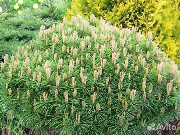 Сосна горная Пумилио