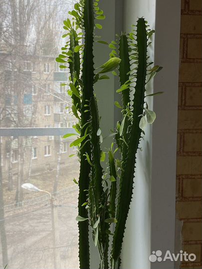 Кактус молочай