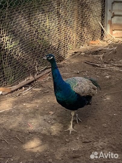 Индийский павлин