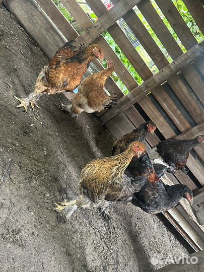 Циплята Брама