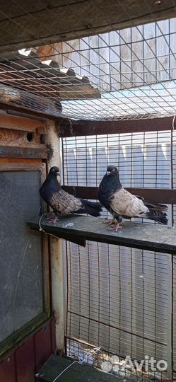 Продам голубей