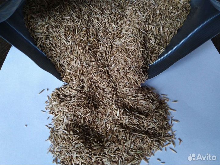 Семена газонной травы