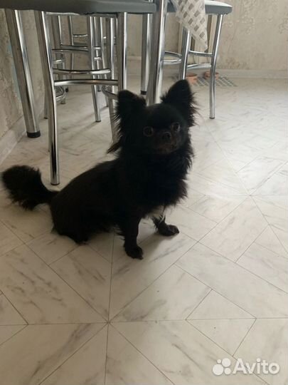 Вязка чихуахуа