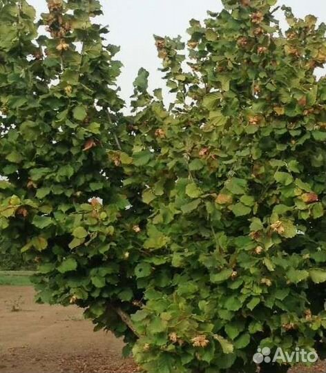 Саженцы фундука