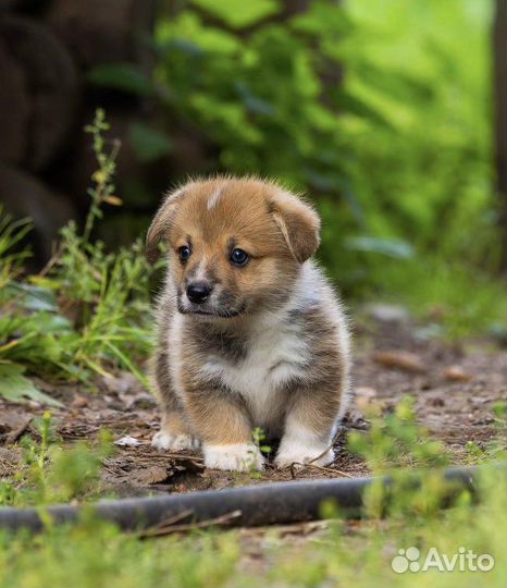 Щенок породы вельш корги пемброк