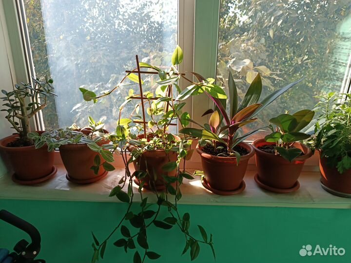 Комнатные цветы