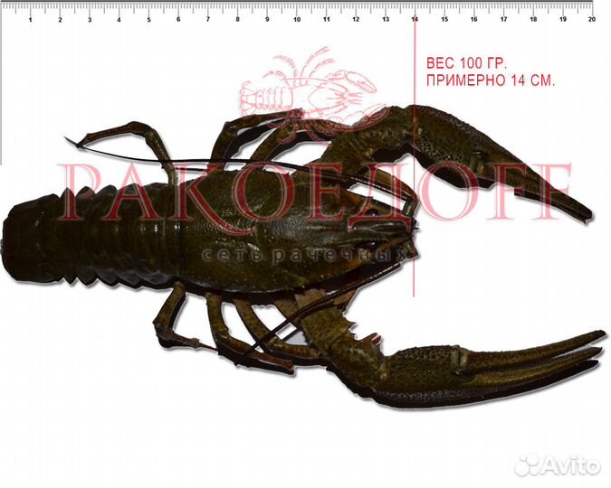 Варим и доставляем раков бесплатно*