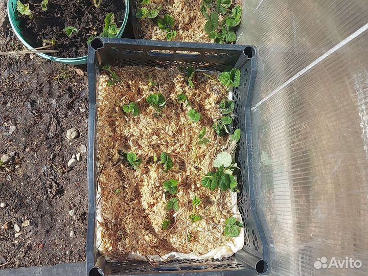 Клубника купчиха