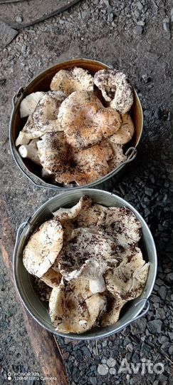 Грузди свежие