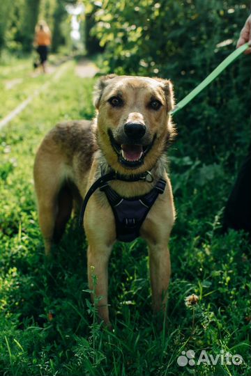 Собака в добрые руки