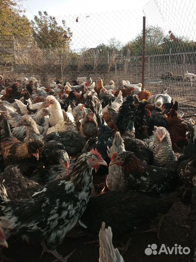 Молодые петухи