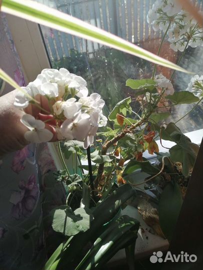 Цветы комнатные