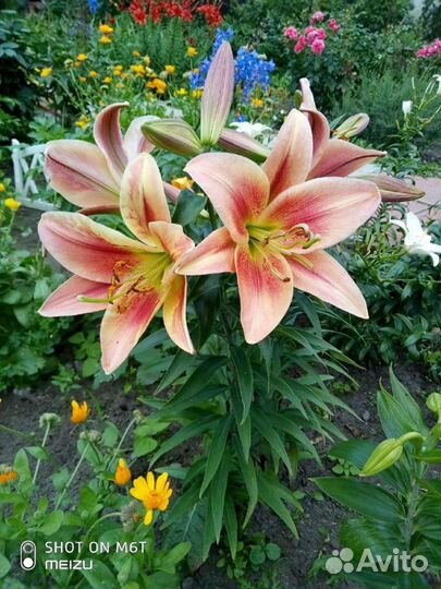 Лилия (луковицы)