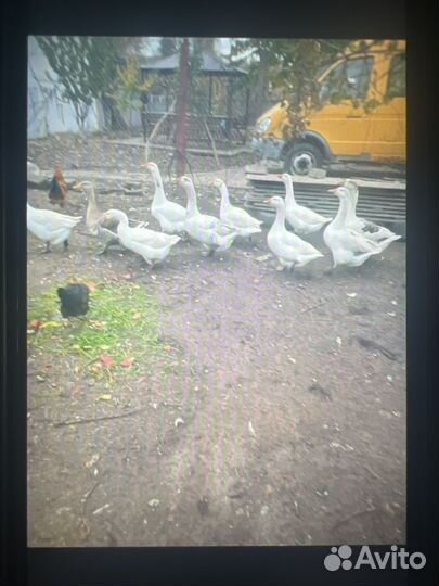 Молодые гуси