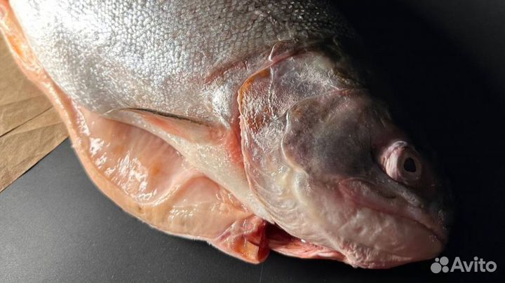 Охлажденная рыба