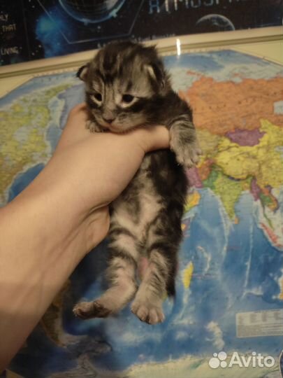 Котëнок Мейн кун