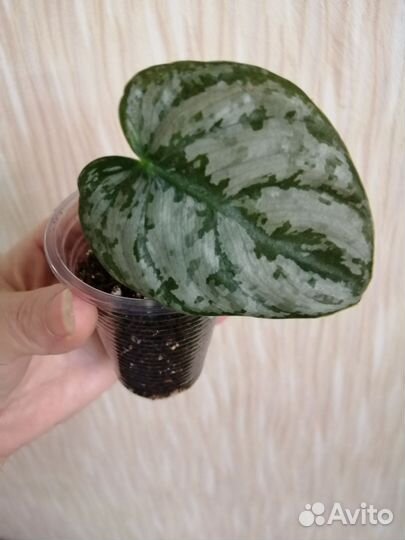 Филодендрон брандтианум