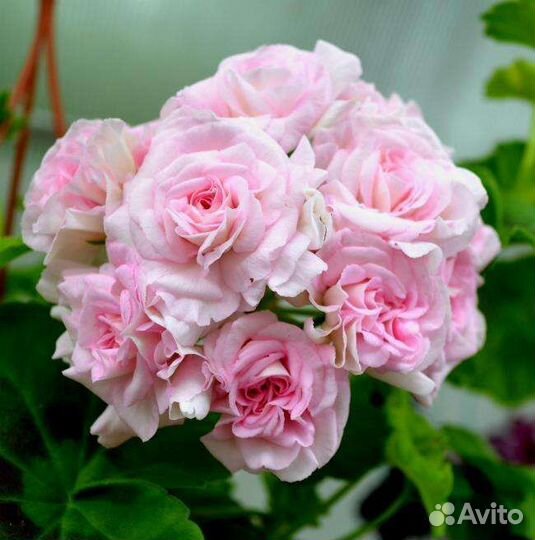 Пеларгония Achievement