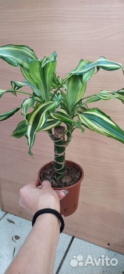 Пальма драцена