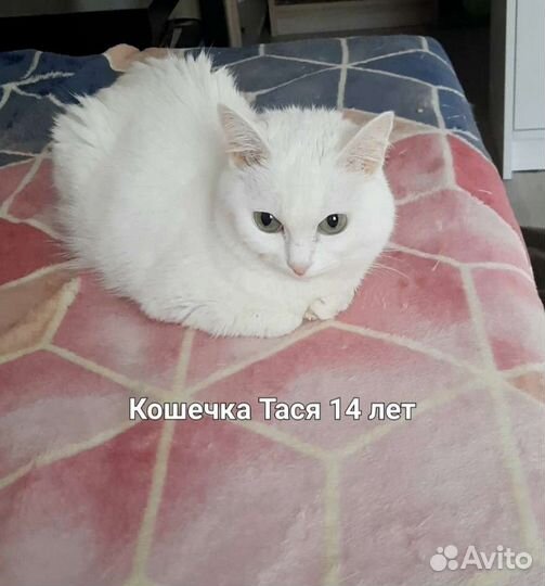 Зооняня, котоняня
