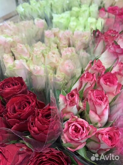 Букет роз, 101 роза, 51 роза